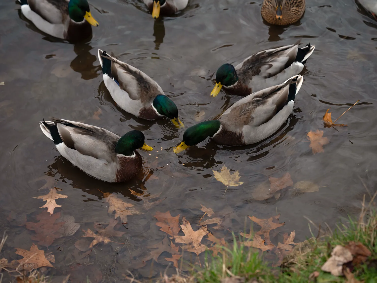 Wild mallards eating floating Duck Feeder pellets on a pond among fall leaves