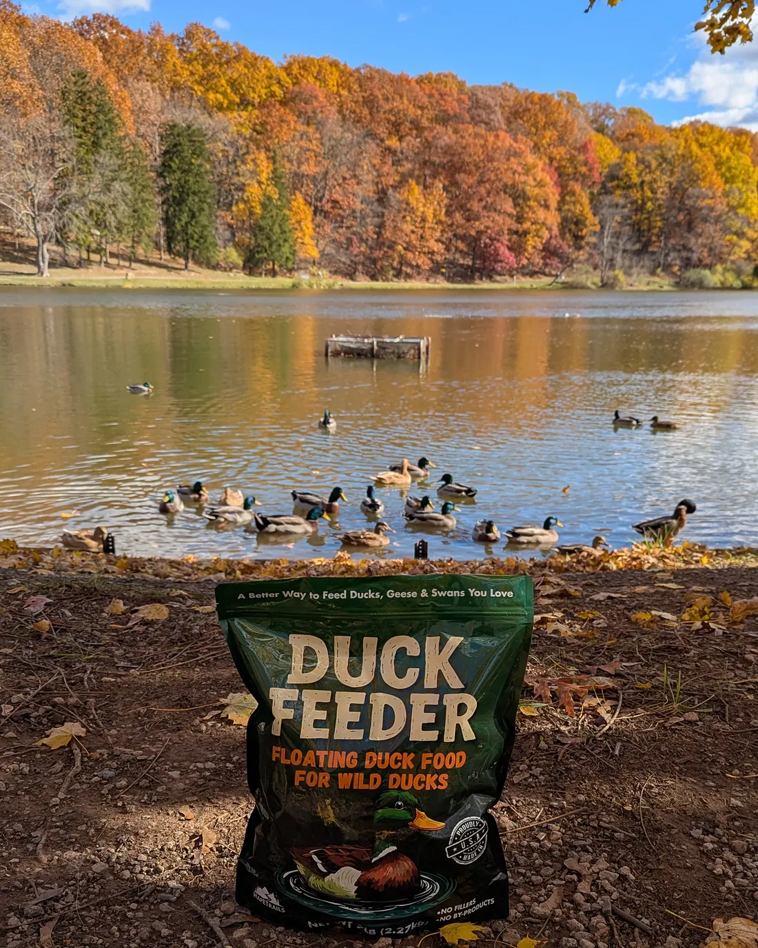 A bag of Duck Feeder on the shore of a pond ringed with fall trees, with a flock of mallards on the water behind it
