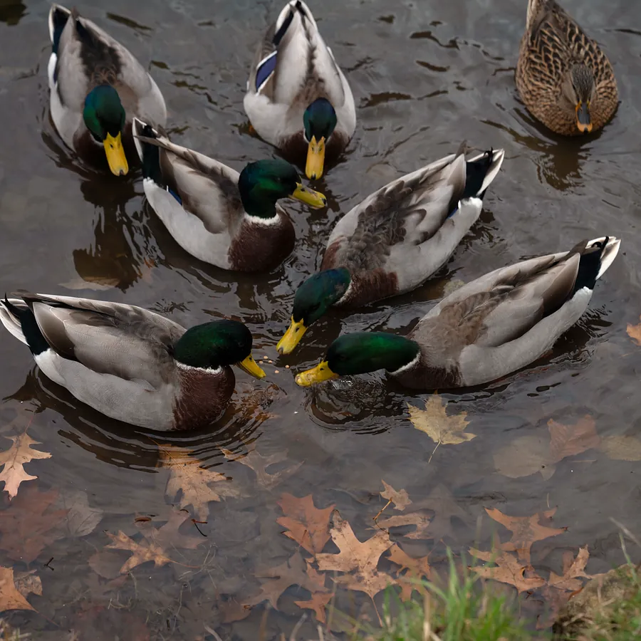 Mallards gathered around floating pellets on the pond