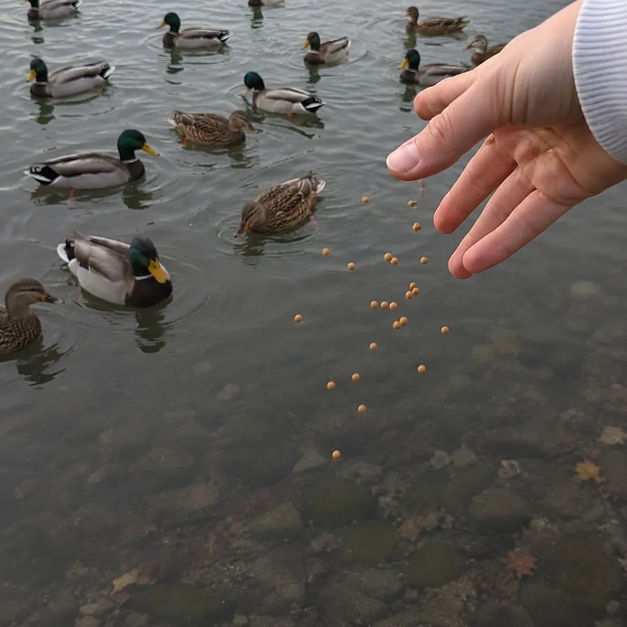 A hand tossing a small handful of pellets onto the water toward mallards