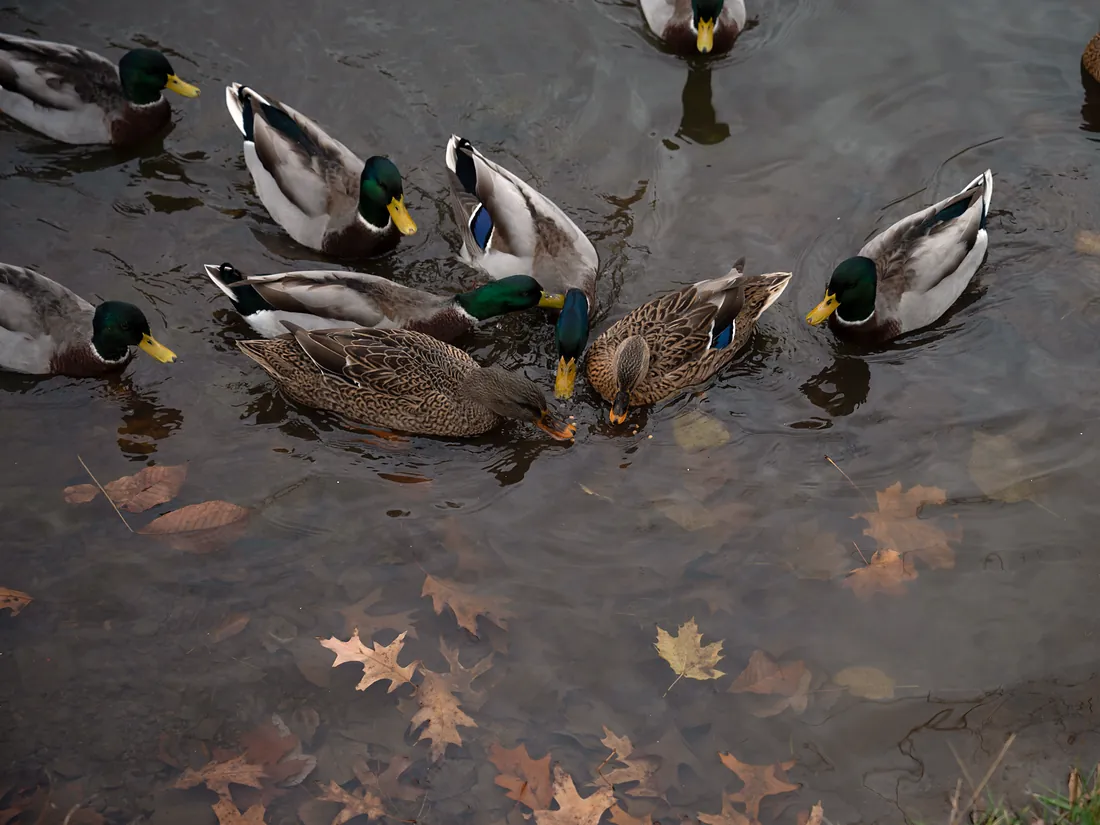 Wild mallards dabbling at the surface of a pond among fall leaves